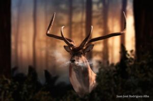 "Dama celiae" y Vitrina CERO | Un ejemplar del cérvido (imagen: Juan José Rodríguez-Alba)