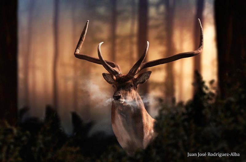 "Dama celiae" y Vitrina CERO | Un ejemplar del cérvido (imagen: Juan José Rodríguez-Alba)